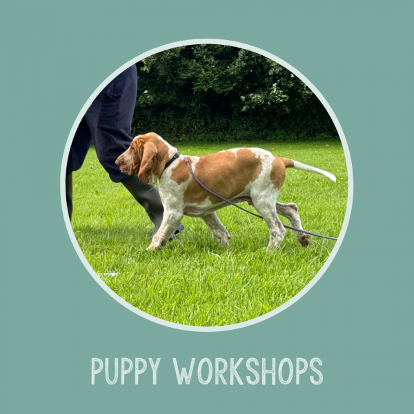 Puppy Paws Workshops
