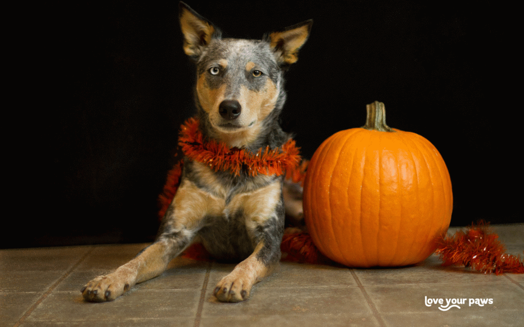 Helping Dogs Cope with Halloween: Understanding Fear, Comfort and Calm