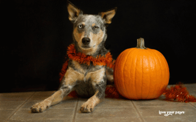 Helping Dogs Cope with Halloween: Understanding Fear, Comfort and Calm