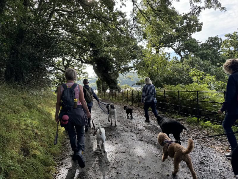 Love Your Paws Adventure Walks