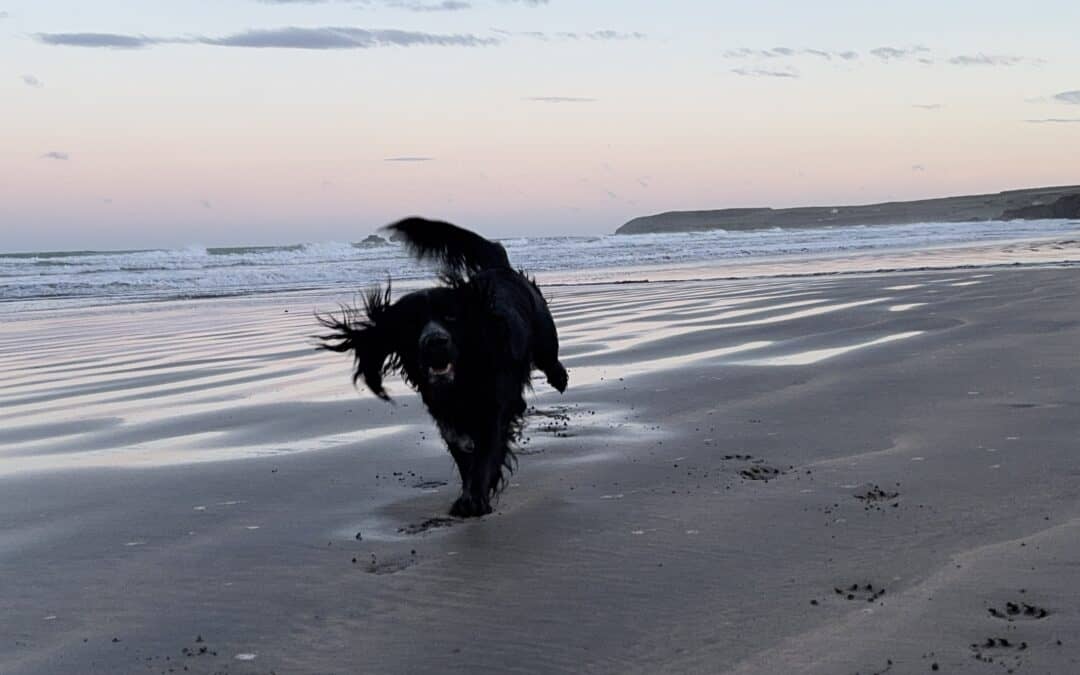 When A Dog’s World Closes In