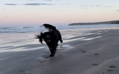 When A Dog’s World Closes In