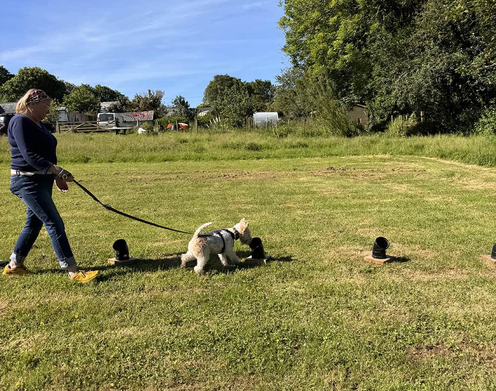 Local scent workshop for dogs with Love Your Paws