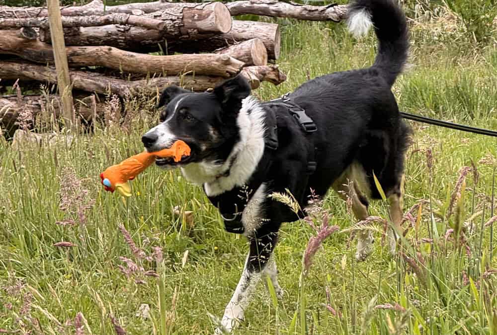 Love Your Paws the membership for dogs and their humans
