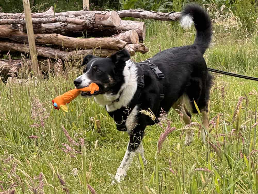 Love Your Paws the membership for dogs and their humans