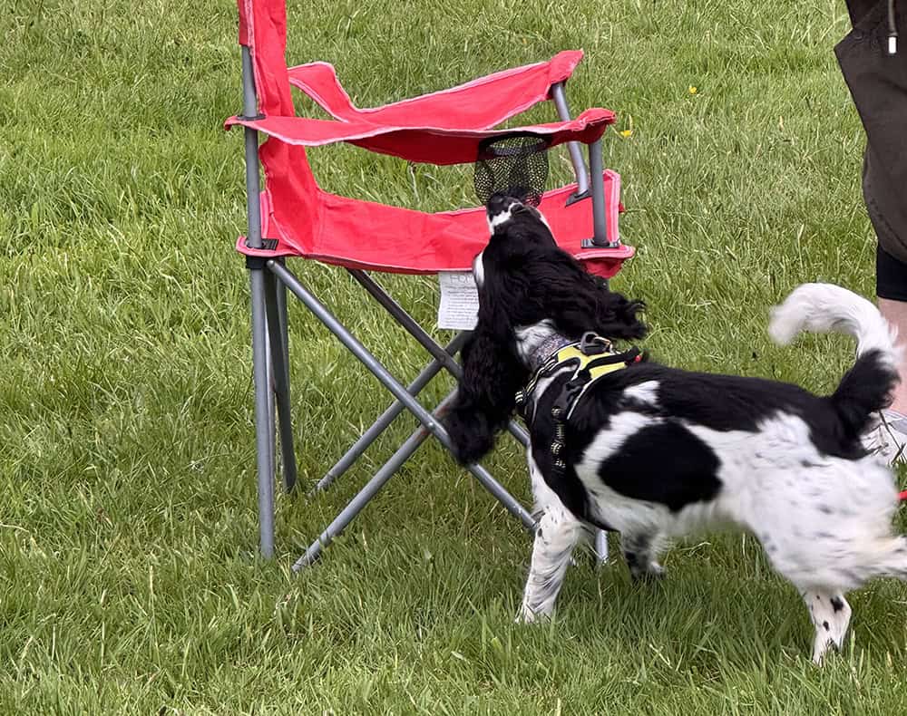 Puppy Scent Workshop West Cornwall